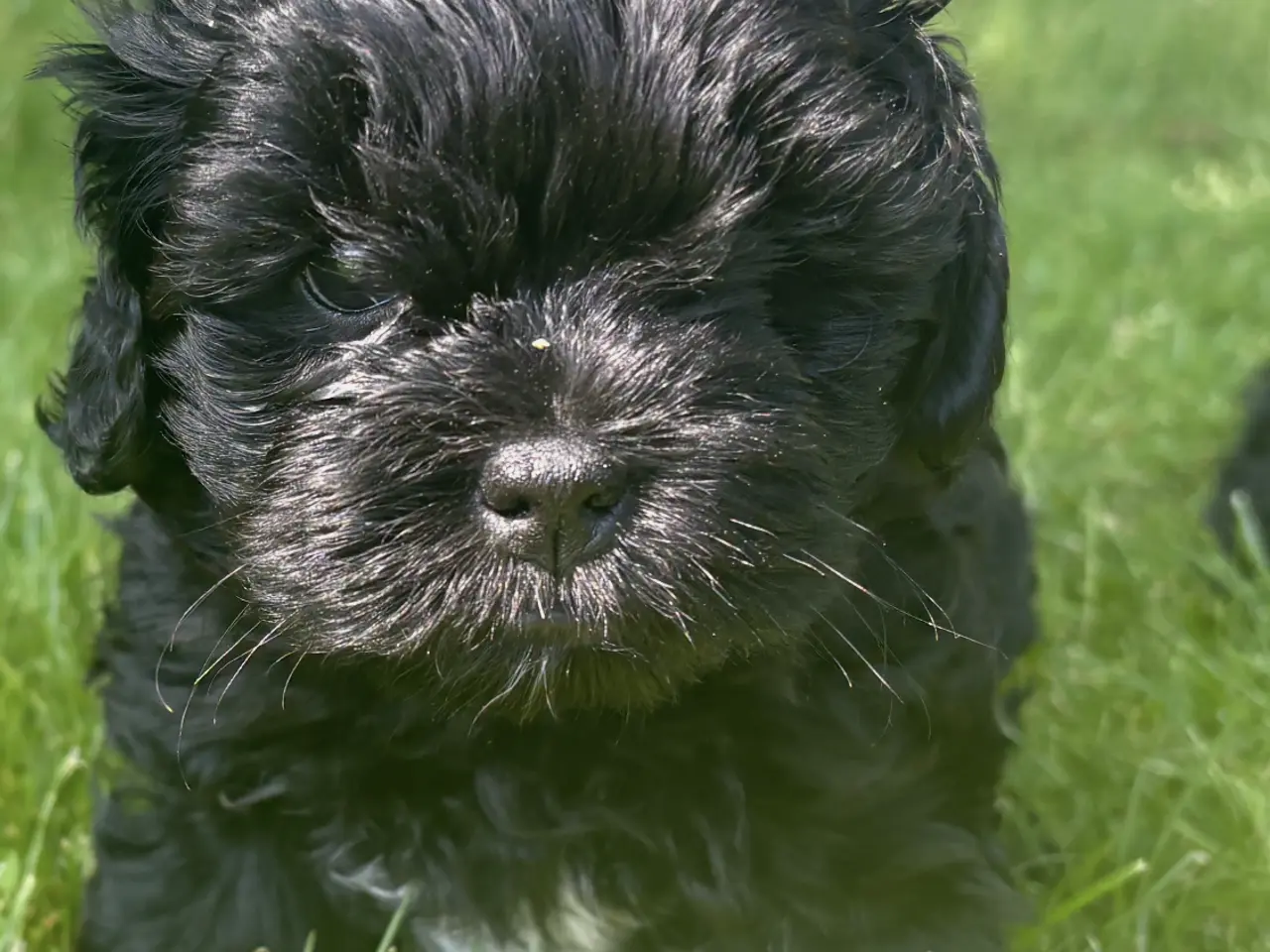 Billede 8 - 🐾 Shih-Poo hvalpe – 2 kærlige drenge klar til ny