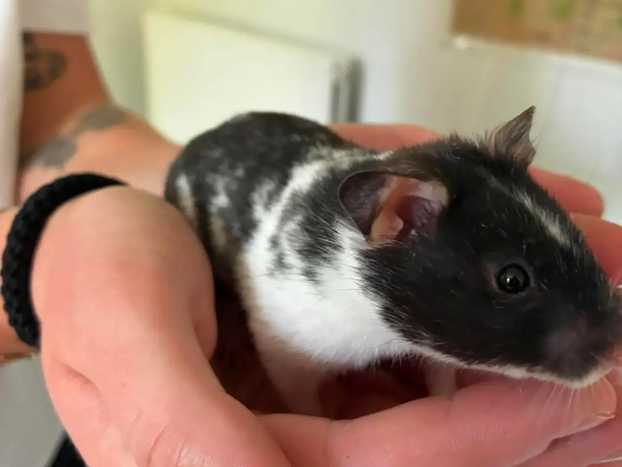 Billede 3 - Guldhamster til salg