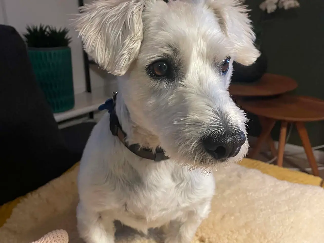 Billede 3 - Kastereret White Terrier og bomuldshund blanding
