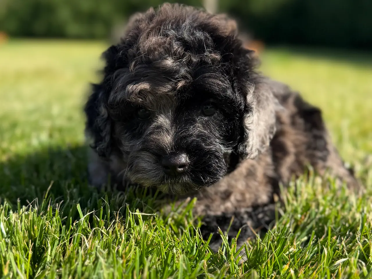 Billede 7 - amerikansk cockapoo dreng