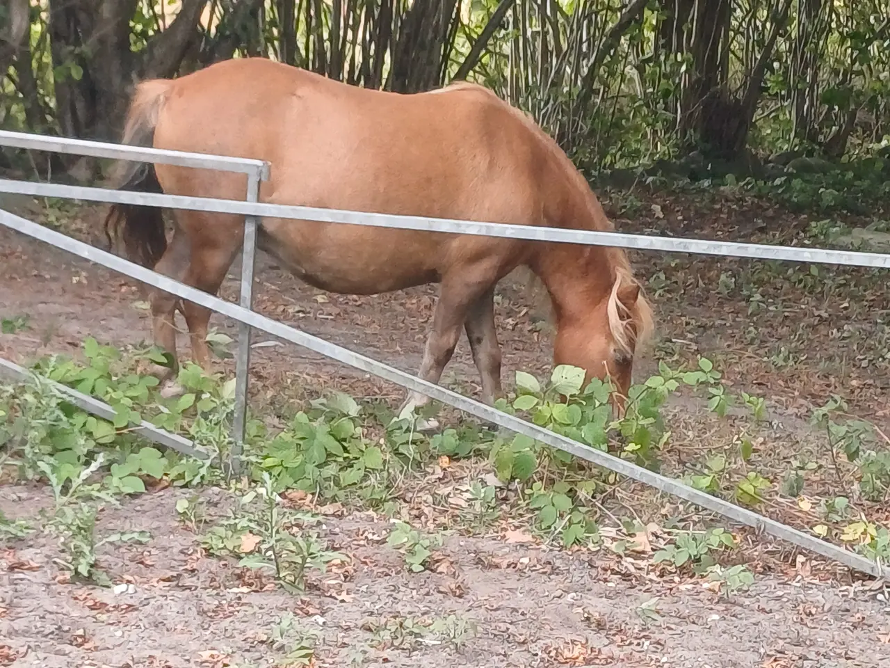 Billede 8 - Pony hoppe evt bytte med atv
