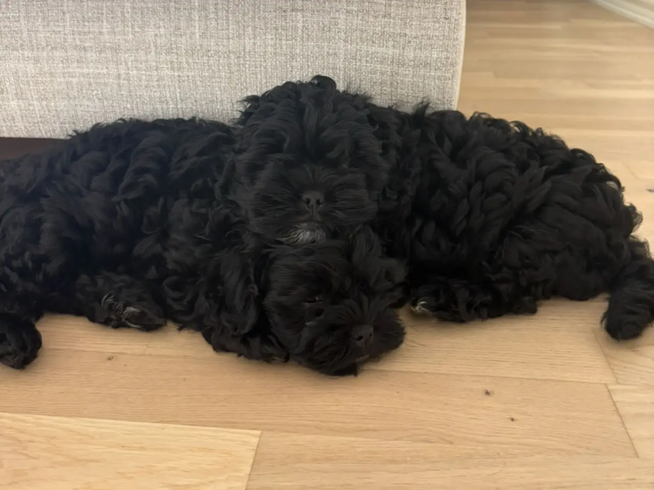 Billede 7 - 🐾 Shih-Poo hvalpe – klar til nye hjem🐾