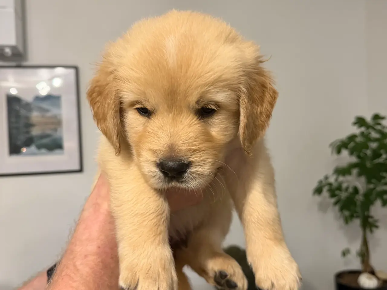 Billede 5 - Kun 3 skønne Golden Retriever hvalpe tilbage