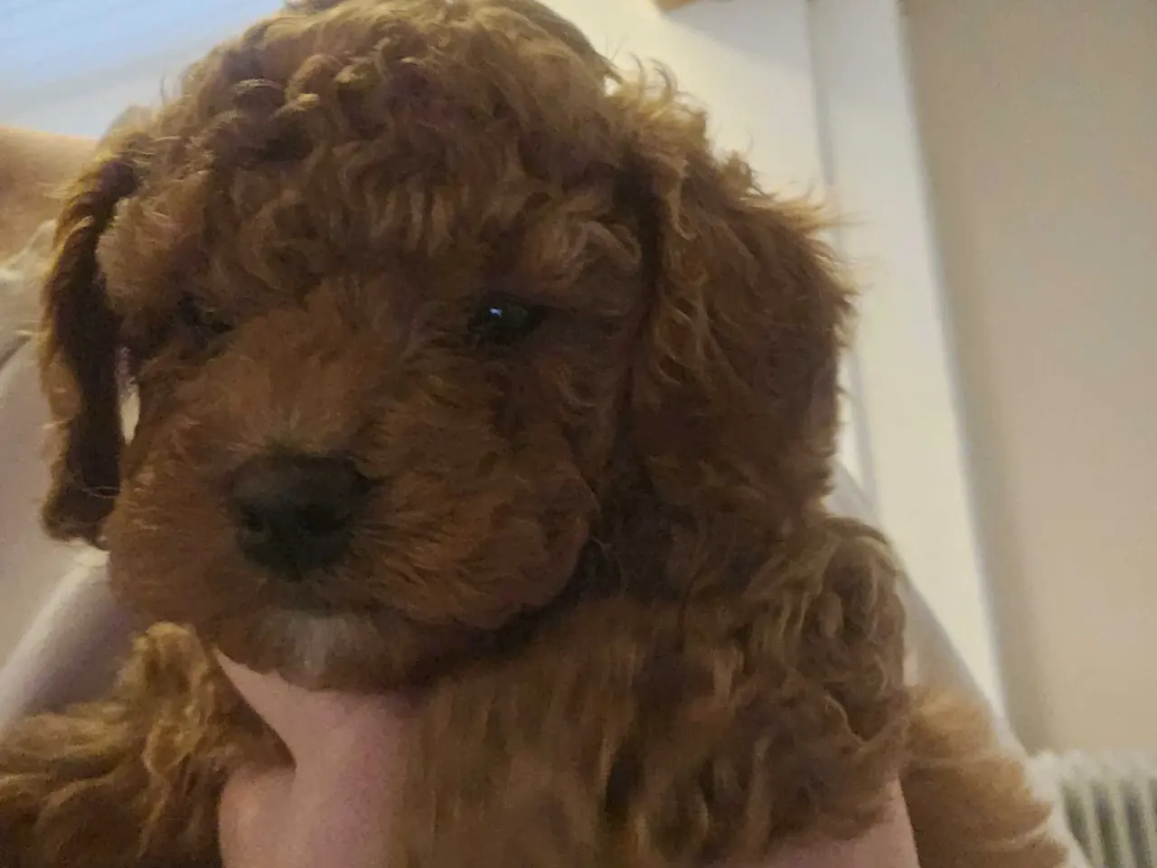 Billede 3 - Cockapoo F1B 