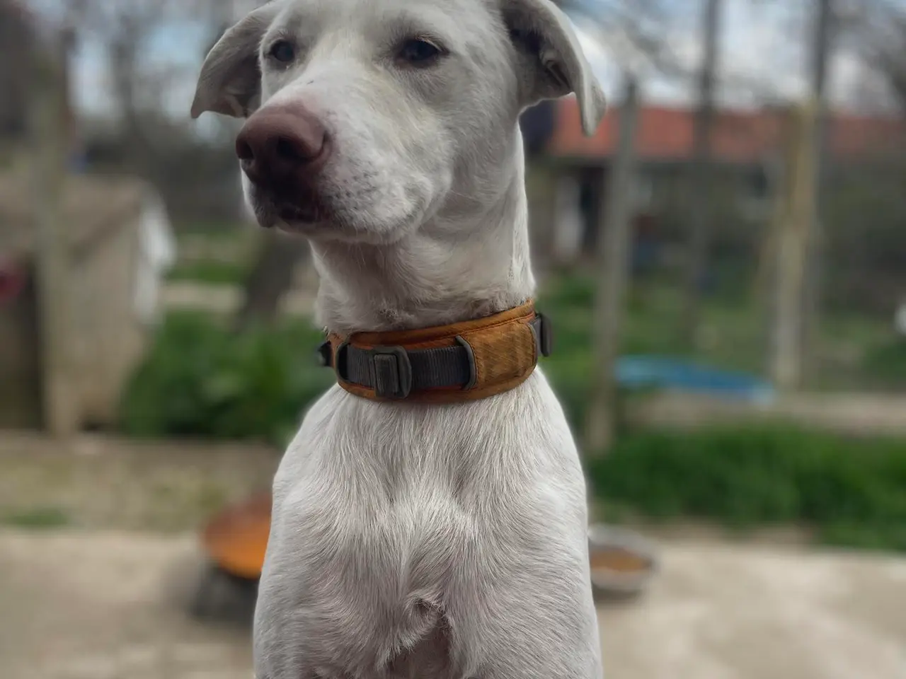 Billede 10 - Sødeste Snoopy søger sin egen familie<3