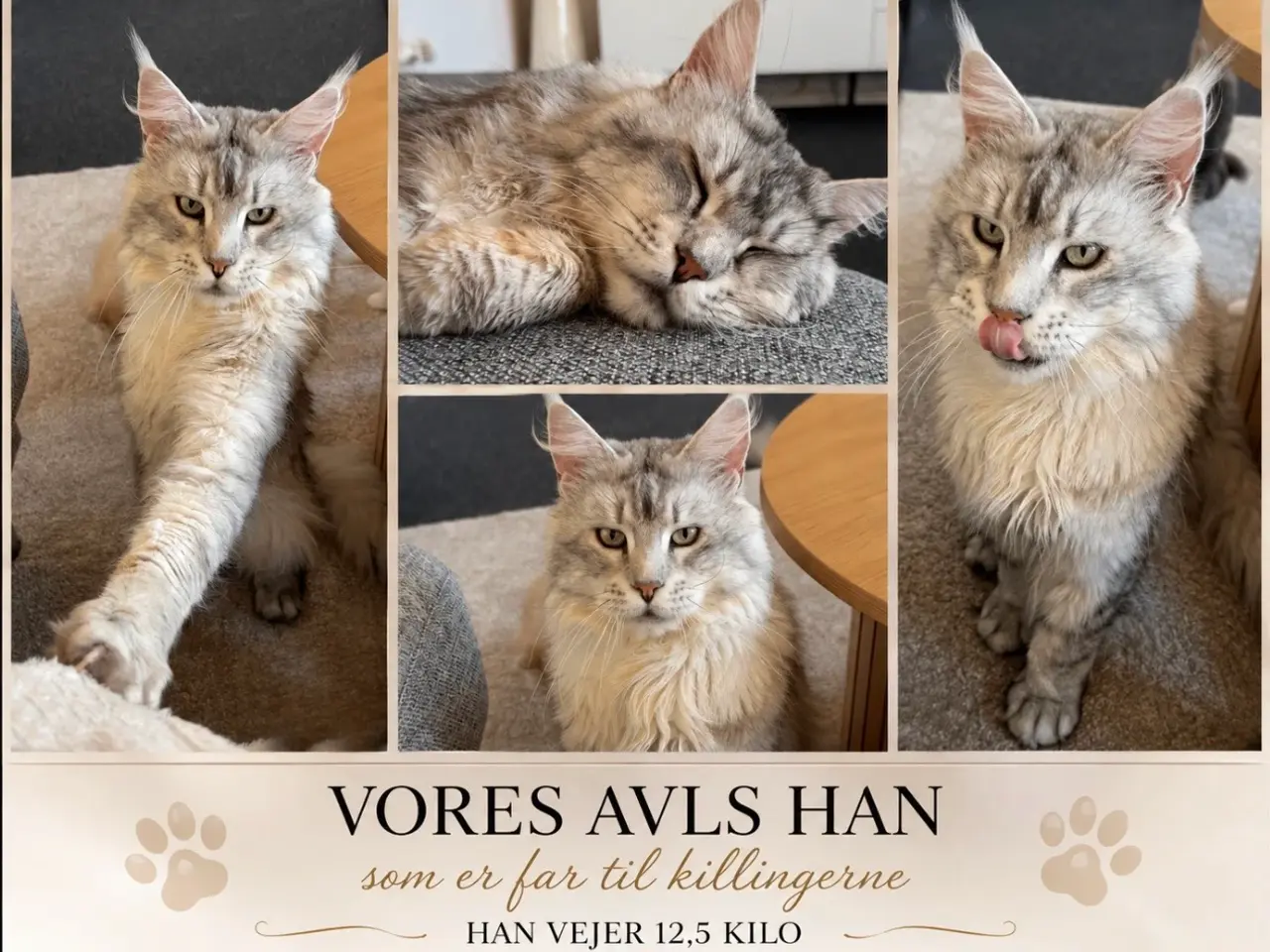 Billede 5 - Ægte Maine coon killinger 