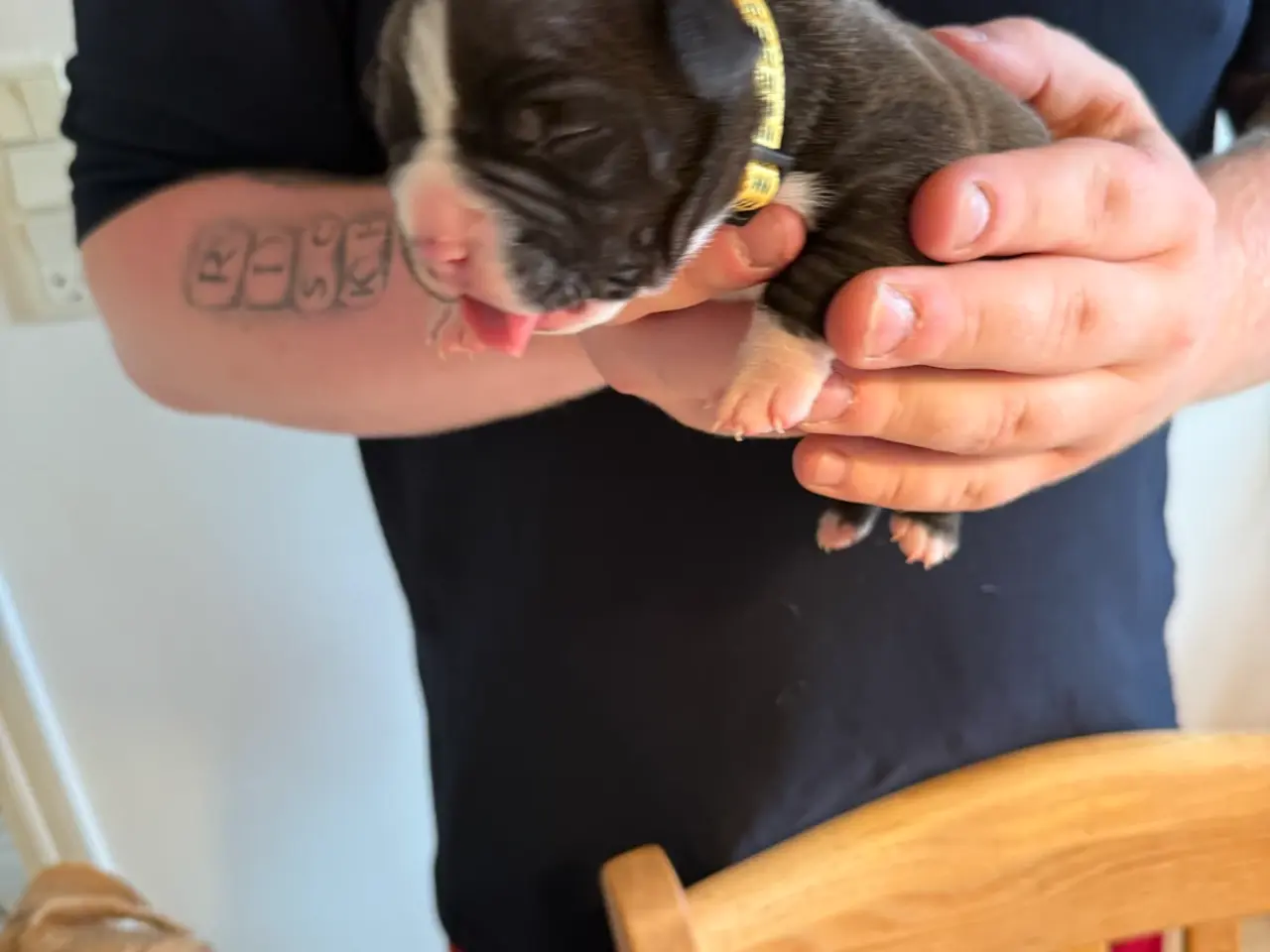 Billede 1 - Pocket Bully hvalpe