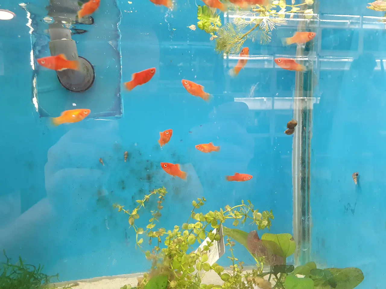 Billede 3 - ❤️🐟 RØD KORAL PLATY TIL SALG 🐟❤️