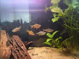 Norske flag tetra 6 stk byttes med neonfisk eller