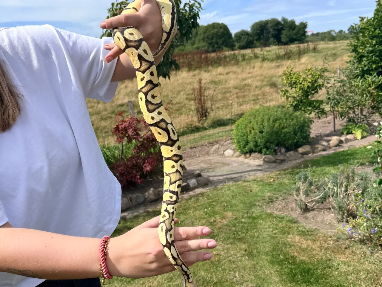 Billede 2 - Konge Python vanilla od pastel yb het hypo sælges