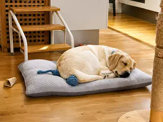 Golden Retriever tæve søger nyt kærligt hjem 🐾 - 3