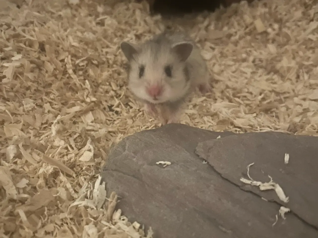 Billede 1 - Hamster unger til salg