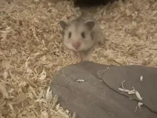 Hamster unger til salg