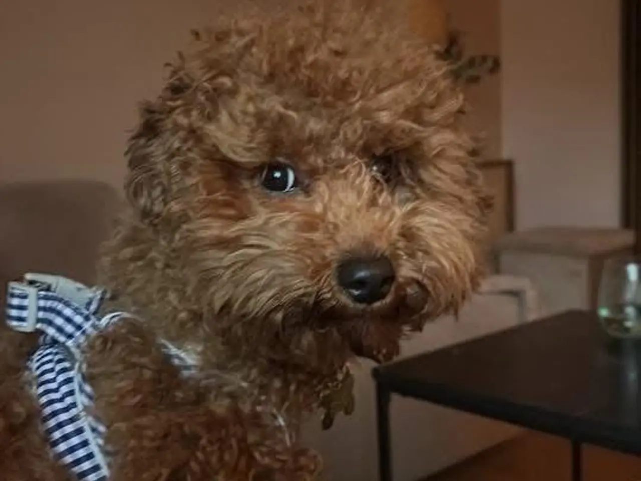 Billede 3 - HAN-HUND TIL AVL SØGER TÆVE I LØBETID