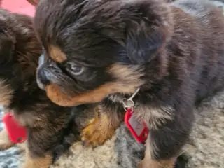 Ægte rottweilerhvalp - 4