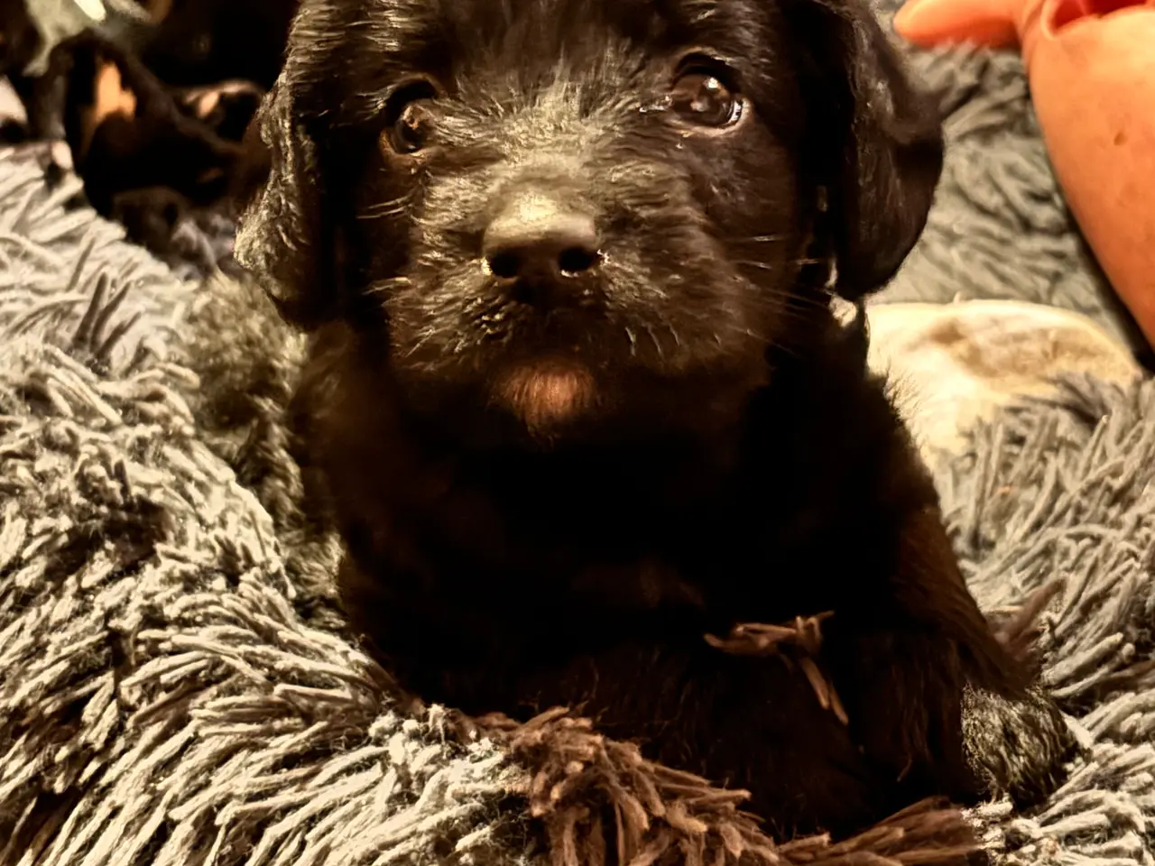 Billede 3 - Lækre Labradoodle hvalpe
