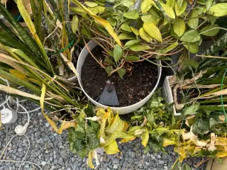 Mange potteplanter Bortgives
