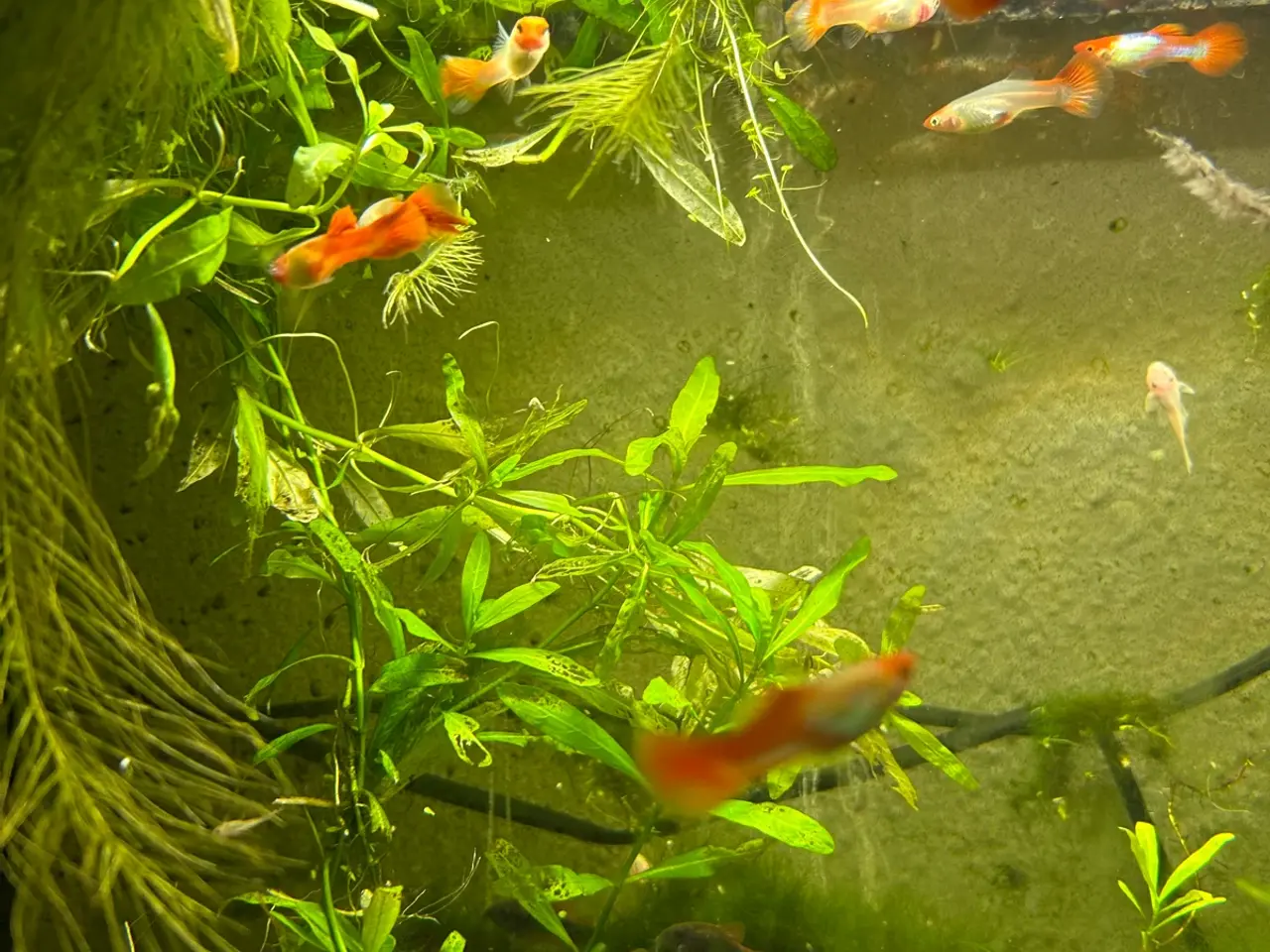 Billede 12 - 🐠❤️ Rednose Koi Guppy Par | Hvid Krop & Rød Hale