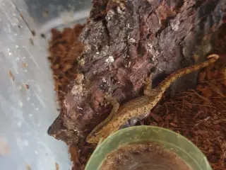 Jomfru gekko unger