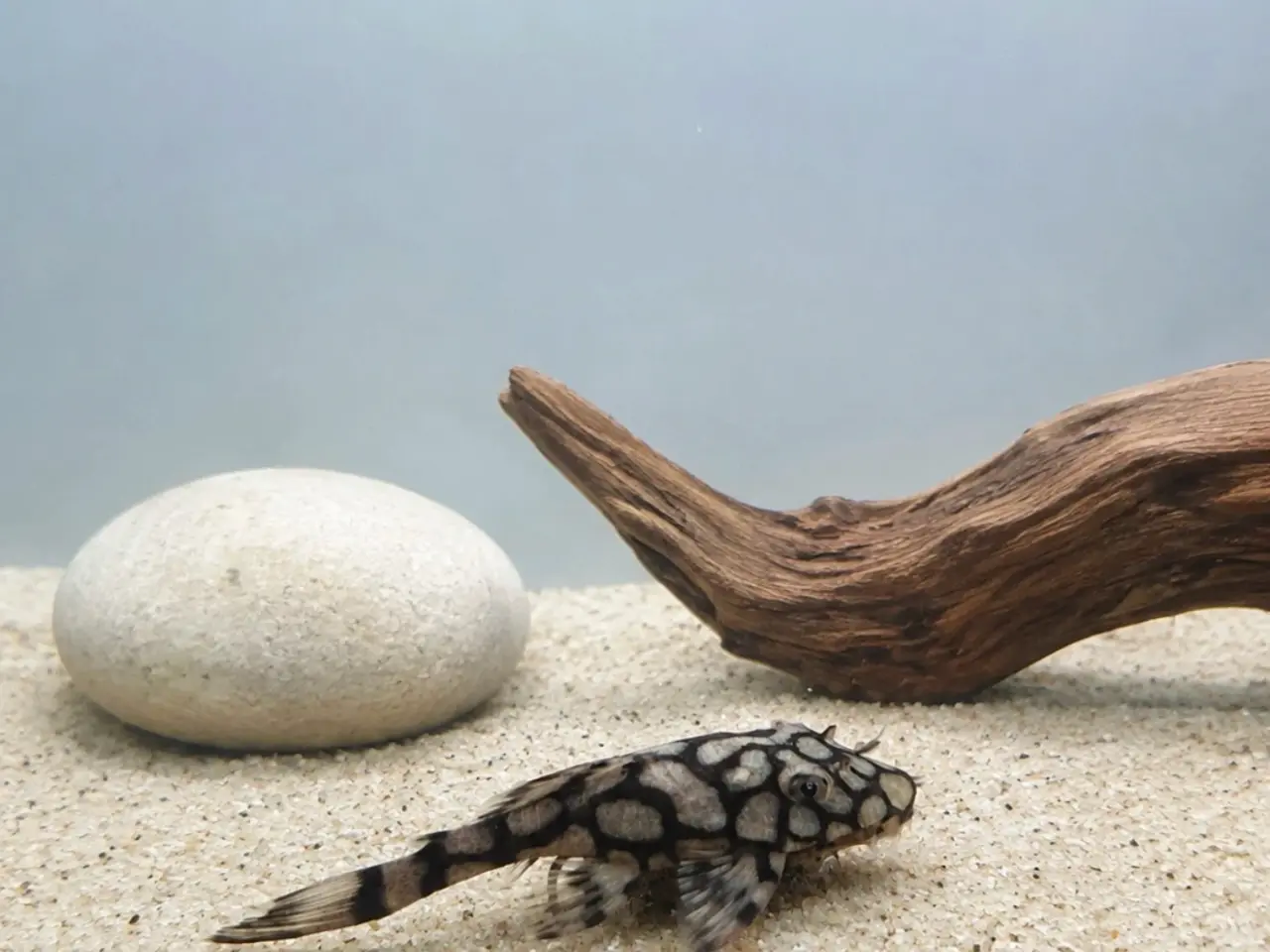 Billede 4 - L519 Honeycomb Pleco – Ancistrus sp.