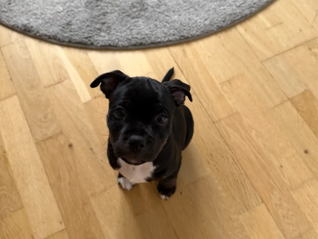 Billede 9 - Nemo søger nyt blivende hjem🐶
