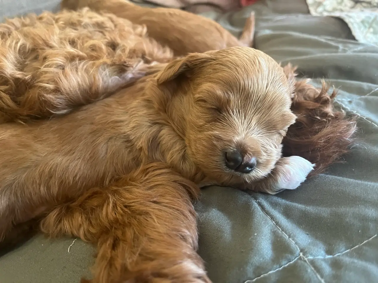 Billede 3 - havapoo / cavapoo