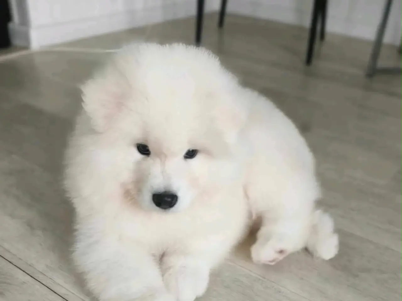 Billede 6 - Samojed-hvalpe fra anerkendt FCI-kennel 