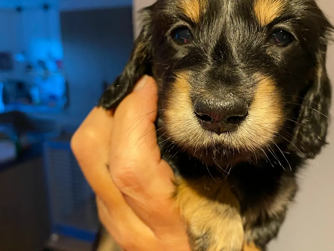 Billede 5 - Langhåret dværggravhund hvalp 7 uger