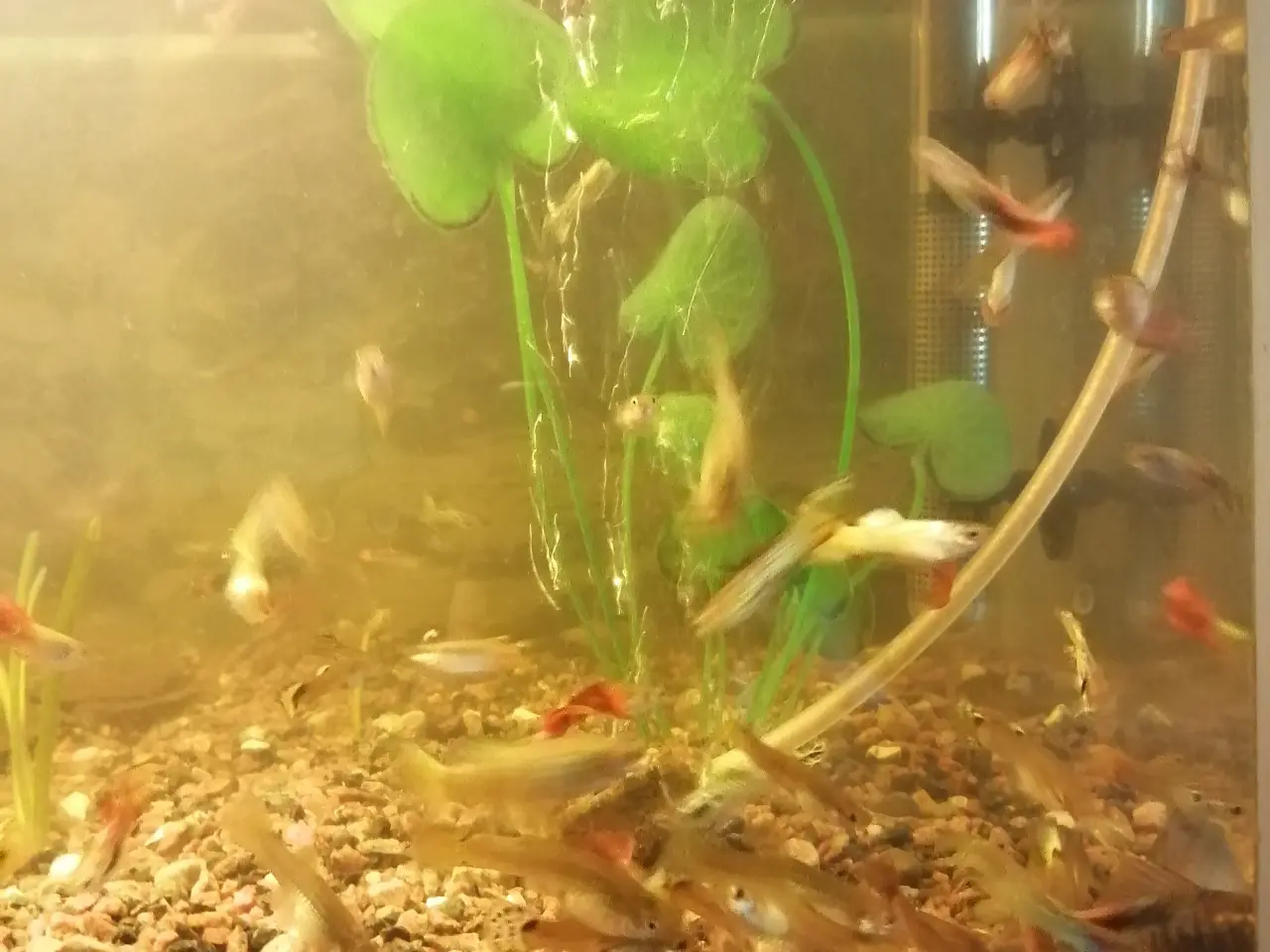 Billede 7 - Guppy 20 stk.