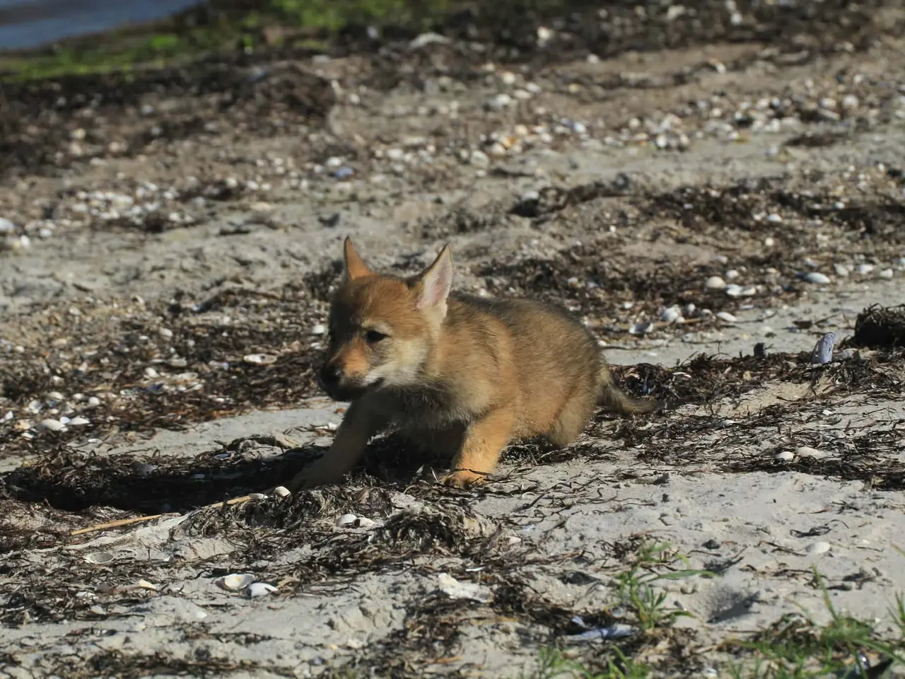 Billede 2 - tjekkoslovakiske ulvehunde hvalpe til salg