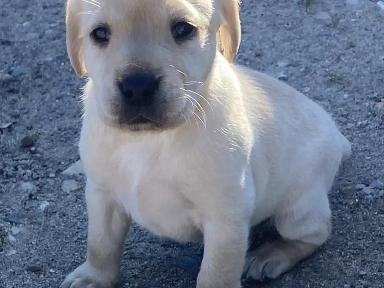 Billede 5 - Labrador hvalpe 2 gule tæver