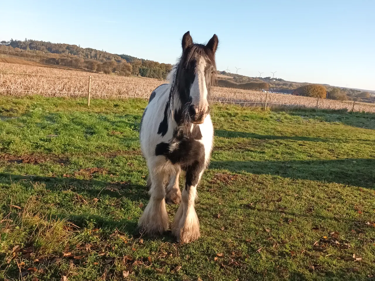Billede 8 - Irish Cob/ Skovturs hest