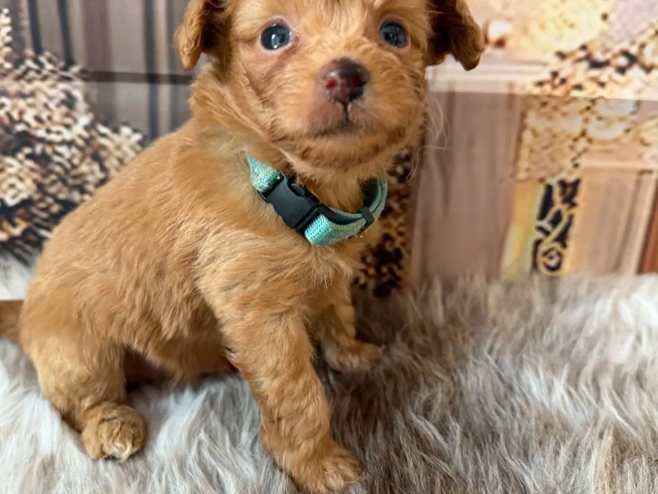 Billede 7 - Små skønne Pomapoo hvalpe ❤️🐾