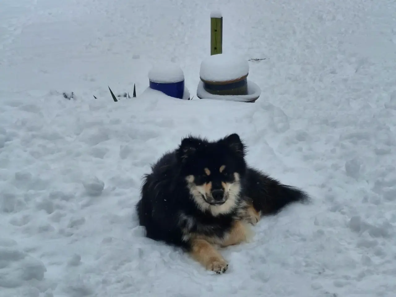 Billede 8 - Louie (ren finsk lapphund) søger nyt hjem