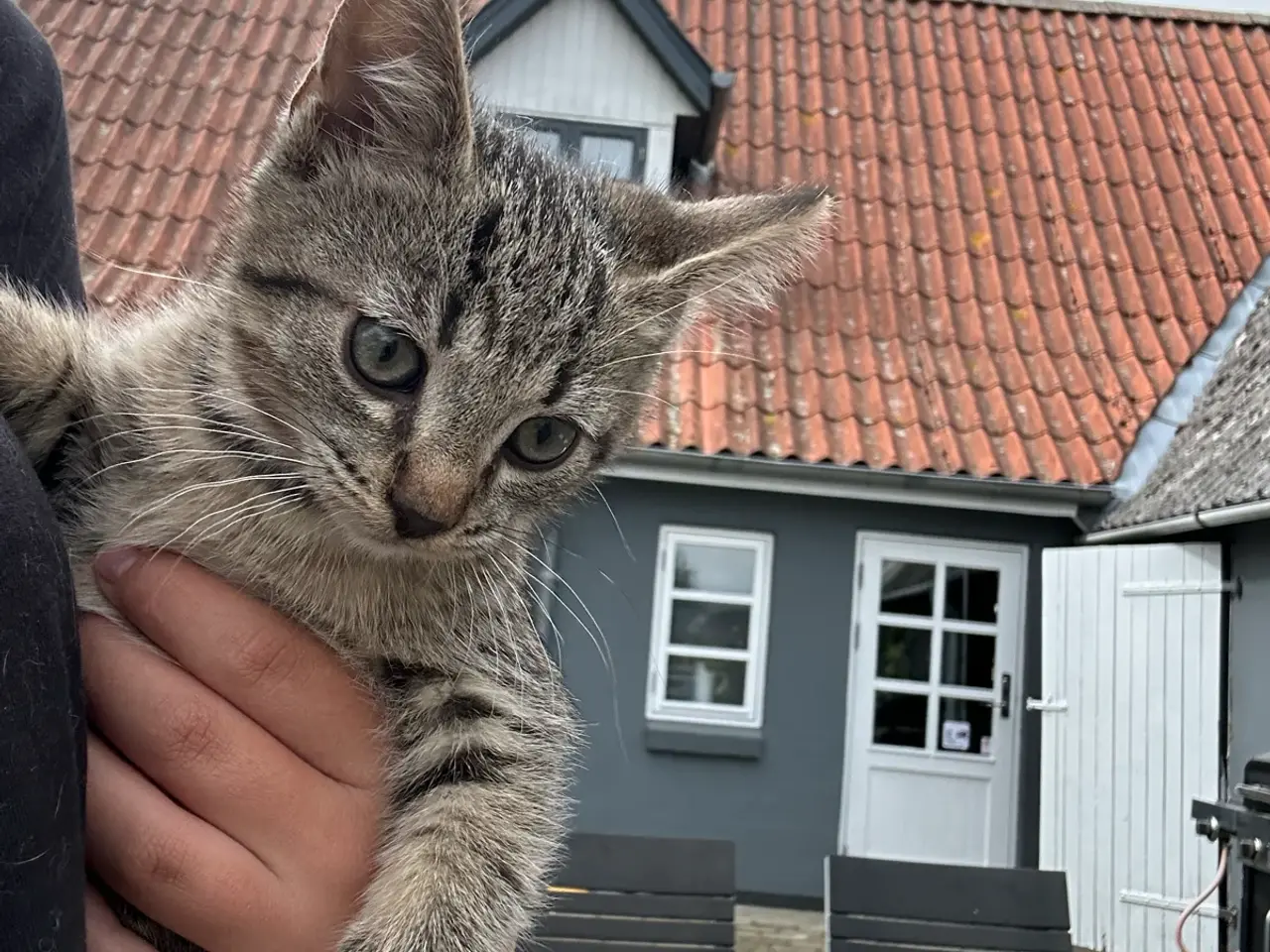Billede 2 - Søde kattekillinger