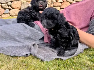 ✨ Cavapoo-hvalpe søger et kærligt hjem ✨ - 5