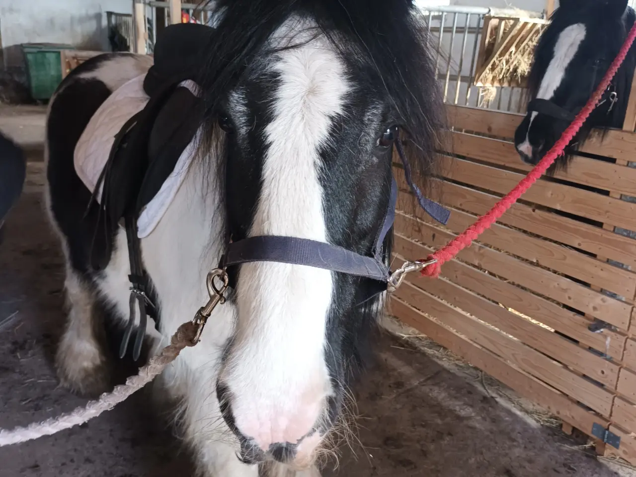 Billede 5 - Irish Cob/ Skovturs hest