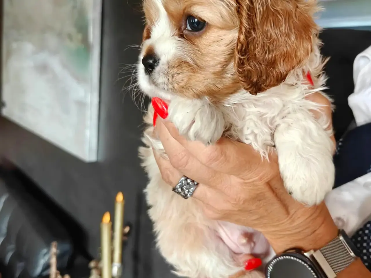 Billede 4 - King Charles cavalier 