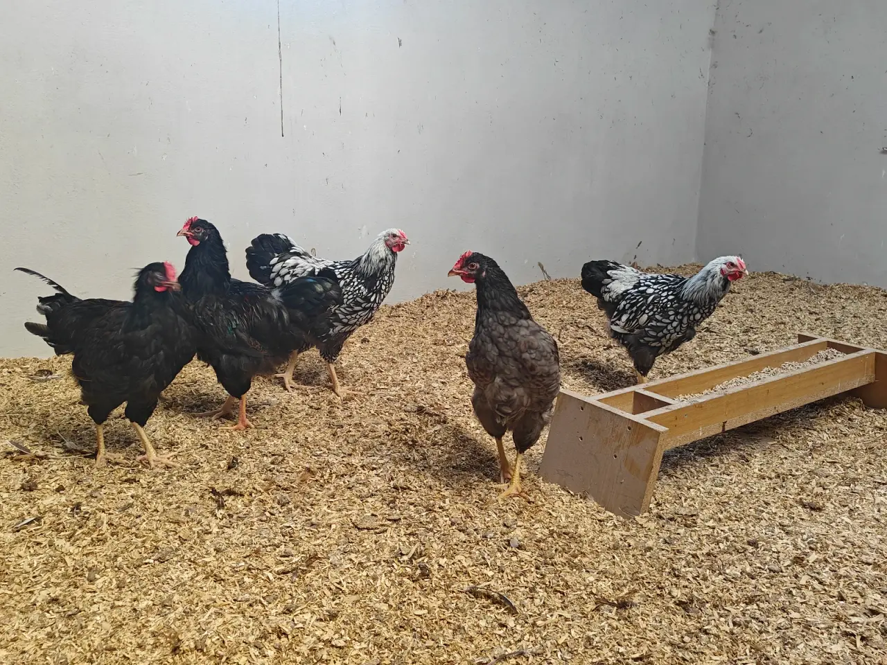 Billede 2 - Wyandotter og barnevelder
