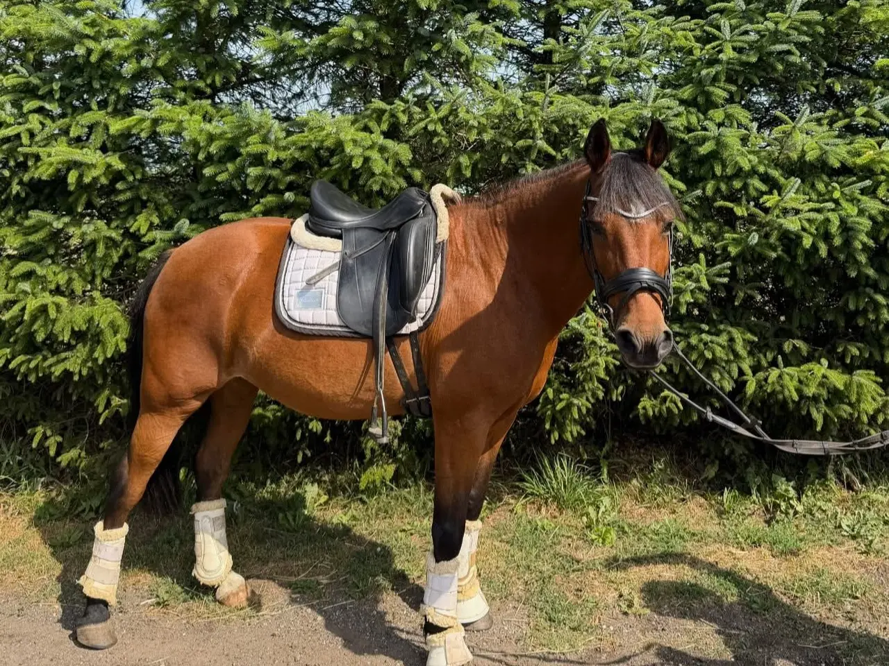 Billede 3 - 🤩Nem skovturshest🤩