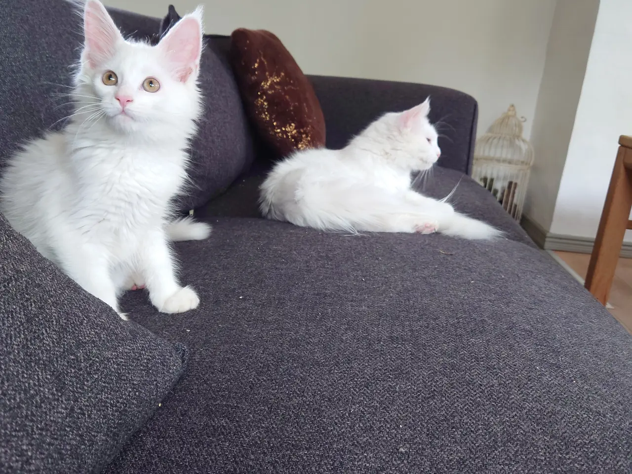 Billede 8 - Smukke Maine coon far med tavle