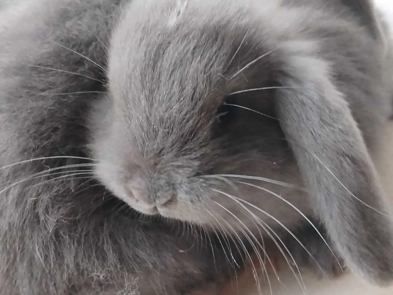 Billede 2 - En søde Mini-lop mix 