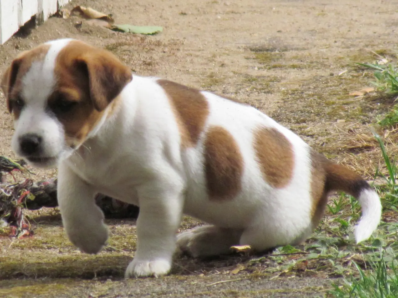 Billede 6 - DKK Jack Russell hvalpe – 2 hanner tilbage!
