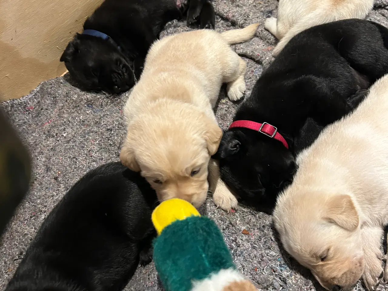 Billede 11 - 🐶 Labradorhvalp F1 søger kærligt hjem 