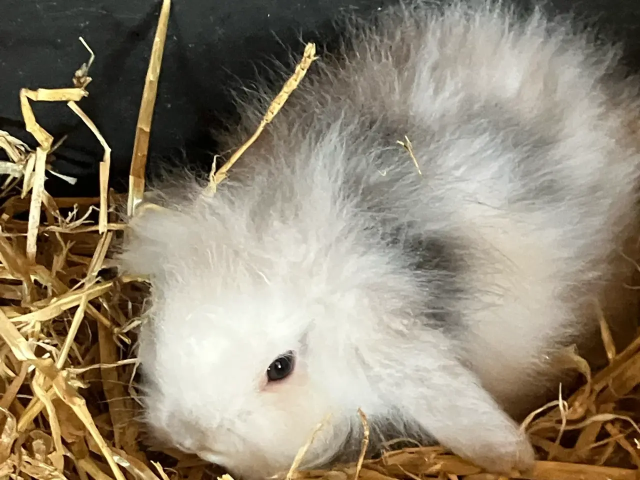 Billede 3 - Lion lop kanin unger