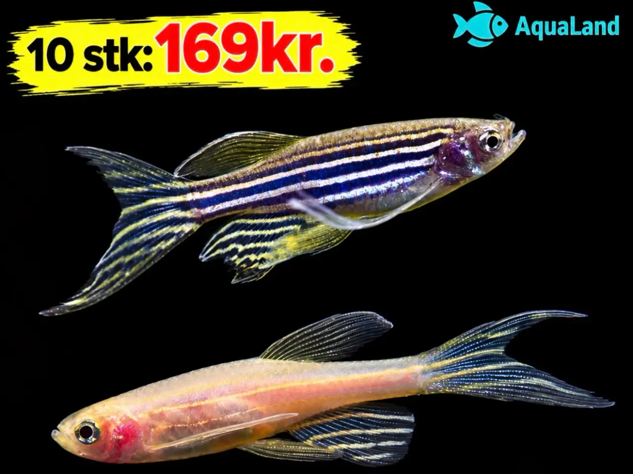 Billede 3 - Danio longfin akvariefisk