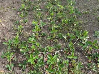 Jordbærplanter