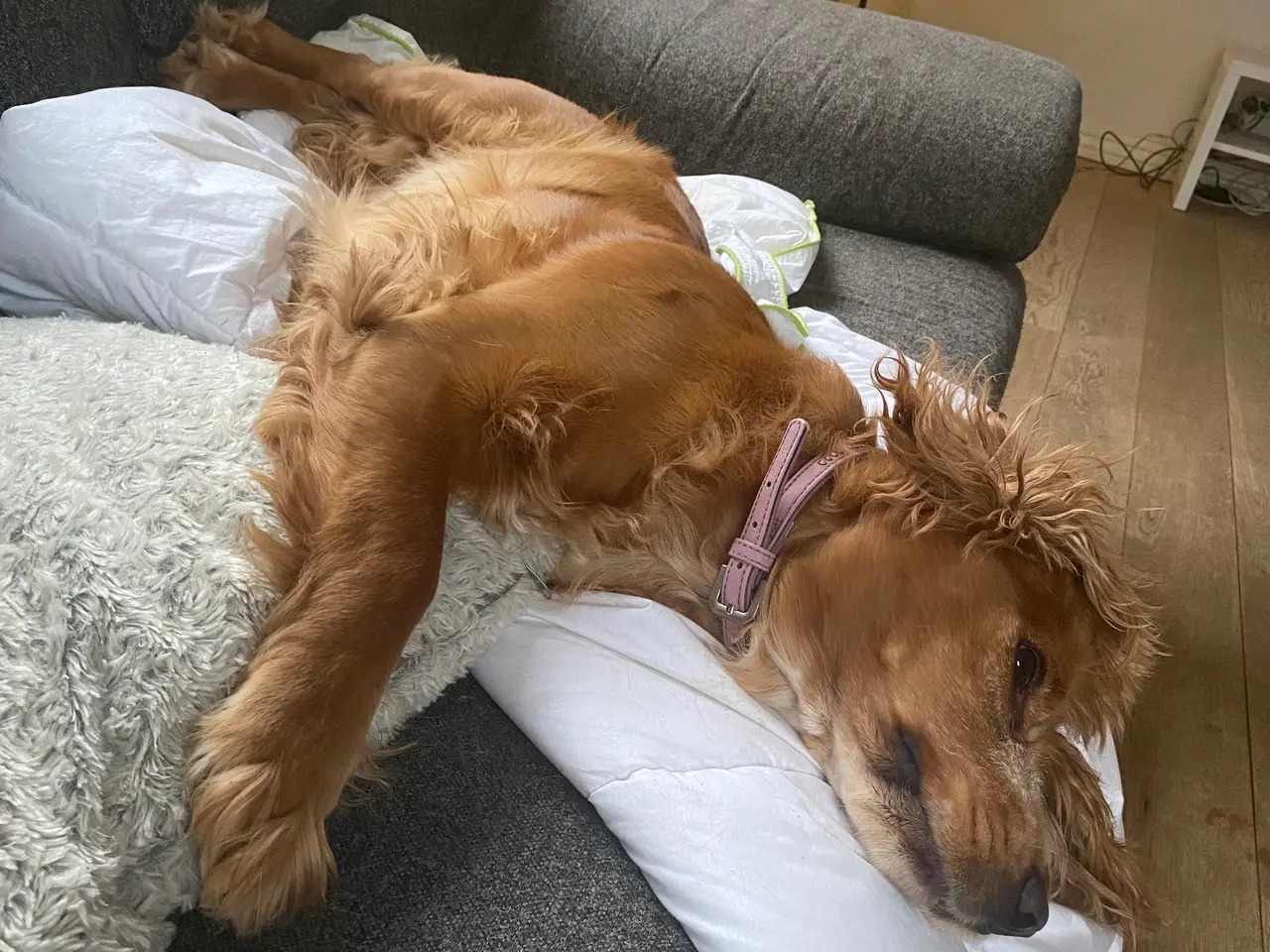 Billede 2 - Cockerspaniel tæve
