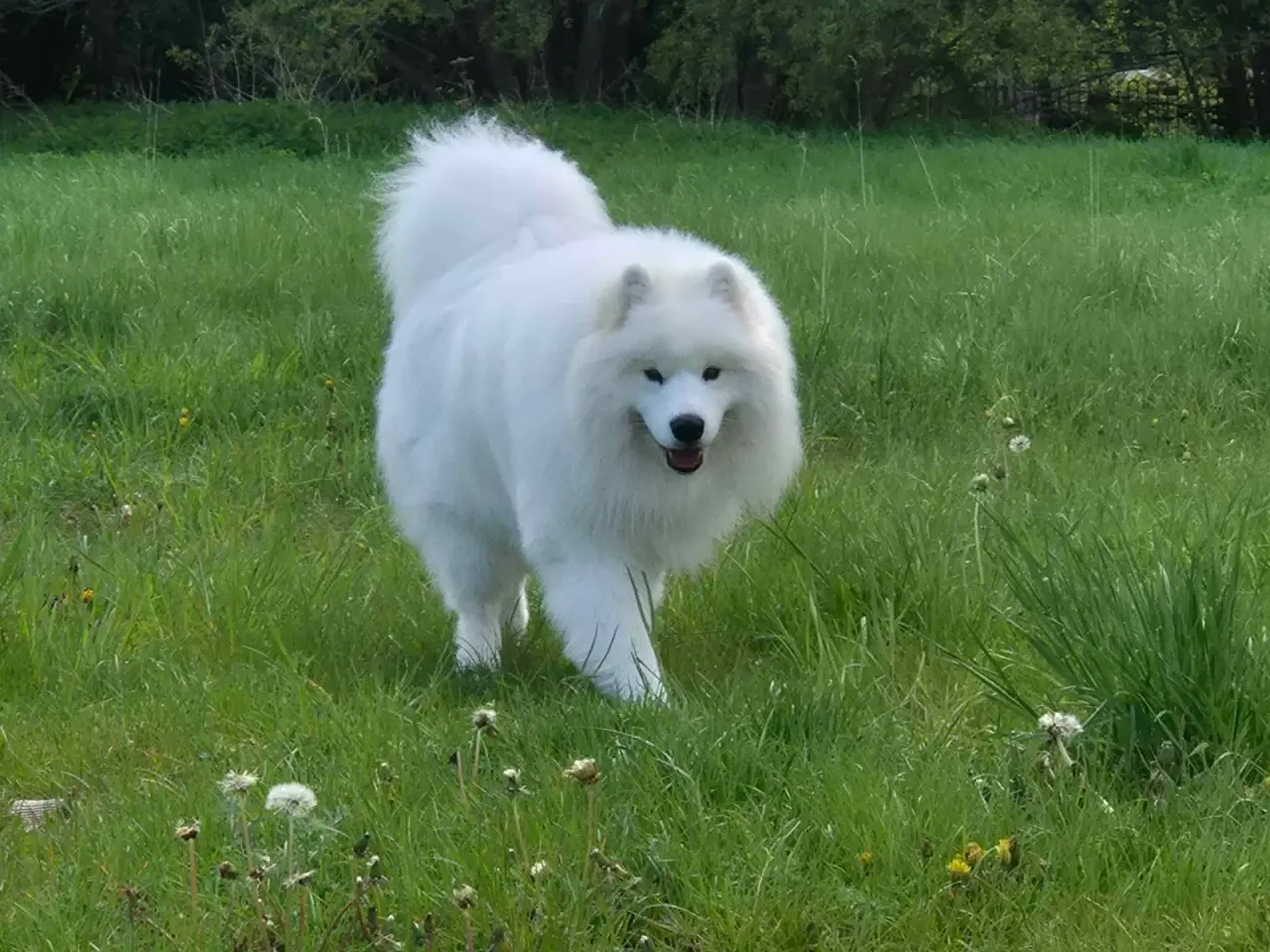 Billede 17 - Samojed-hvalpe fra anerkendt FCI-kennel 