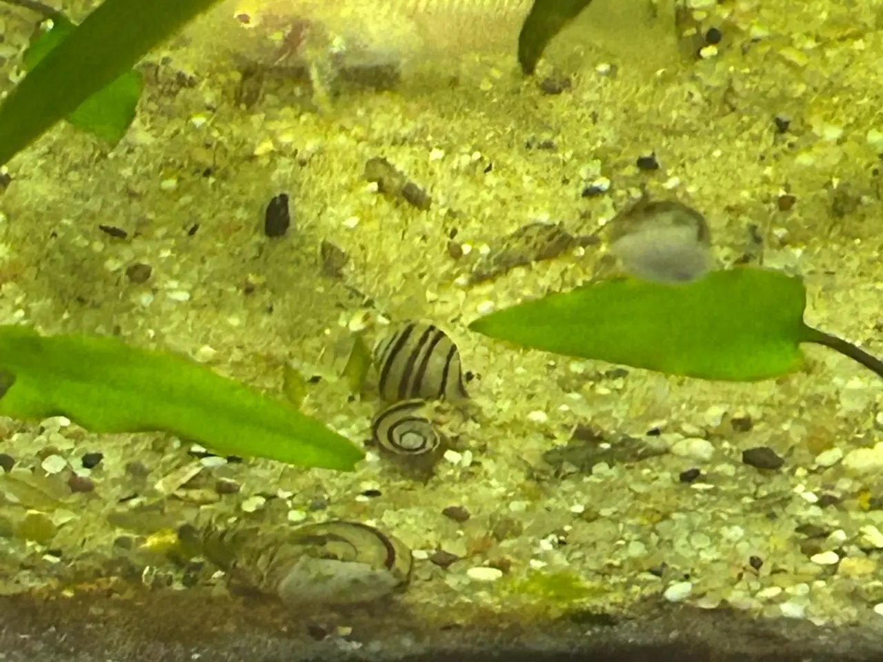 Billede 4 - 🐌 Spixi snegle sælges – Voksne & unger | Viby j